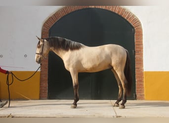 PRE Mestizo, Semental, 2 años, 162 cm, Bayo