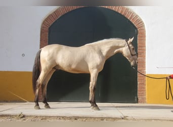 PRE Mestizo, Semental, 2 años, 162 cm, Bayo