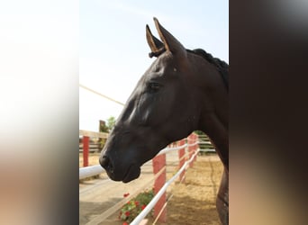 PRE, Semental, 2 años, 162 cm