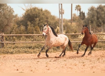 PRE, Semental, 2 años, 162 cm, Castaño