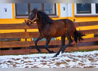 PRE Mestizo, Semental, 2 años, 162 cm, Castaño