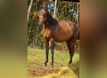 PRE Mestizo, Semental, 2 años, 162 cm, Castaño