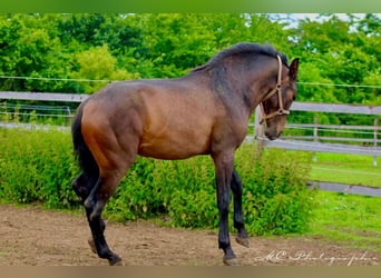 PRE Mestizo, Semental, 2 años, 162 cm, Castaño