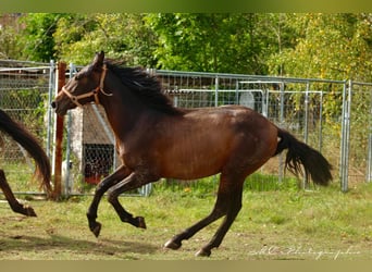 PRE Mestizo, Semental, 2 años, 162 cm, Castaño