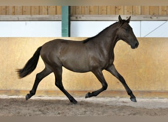 PRE Mestizo, Semental, 2 años, 162 cm, Castaño