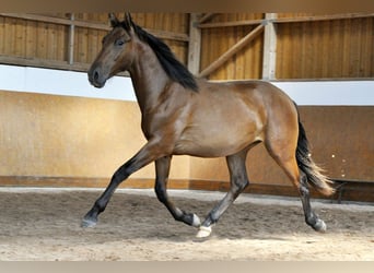 PRE Mestizo, Semental, 2 años, 162 cm, Castaño