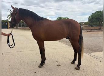 PRE, Semental, 2 años, 162 cm, Castaño rojizo