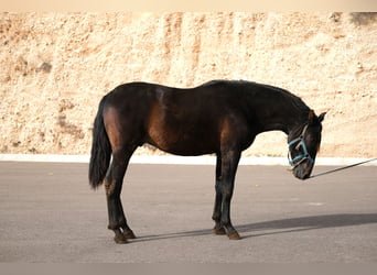 PRE Mestizo, Semental, 2 años, 162 cm, Negro