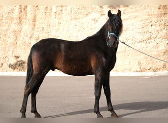 PRE Mestizo, Semental, 2 años, 162 cm, Negro