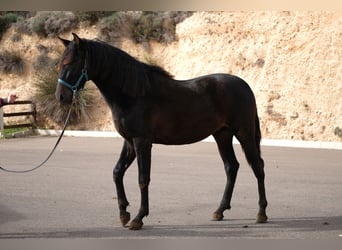 PRE Mestizo, Semental, 2 años, 162 cm, Negro