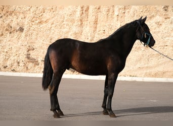 PRE Mestizo, Semental, 2 años, 162 cm, Negro