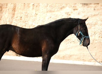 PRE Mestizo, Semental, 2 años, 162 cm, Negro