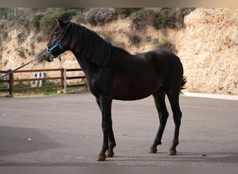 PRE Mestizo, Semental, 2 años, 162 cm, Negro