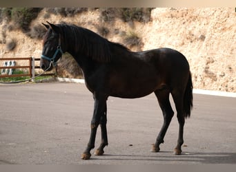 PRE Mestizo, Semental, 2 años, 162 cm, Negro