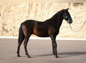 PRE Mestizo, Semental, 2 años, 162 cm, Negro