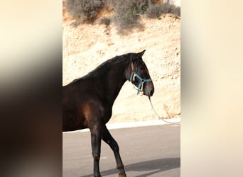 PRE Mestizo, Semental, 2 años, 162 cm, Negro