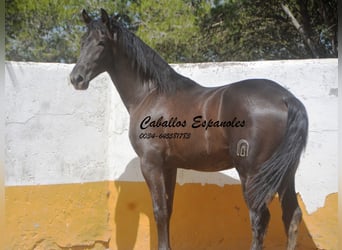 PRE Mestizo, Semental, 2 años, 162 cm, Negro