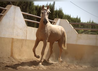 PRE Mestizo, Semental, 2 años, 162 cm, Palomino