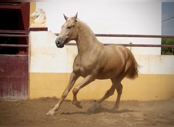 PRE Mestizo, Semental, 2 años, 162 cm, Palomino