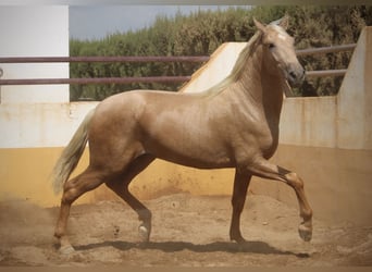 PRE Mestizo, Semental, 2 años, 162 cm, Palomino