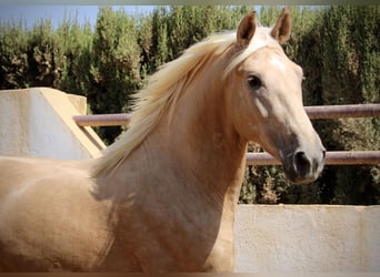 PRE Mestizo, Semental, 2 años, 162 cm, Palomino