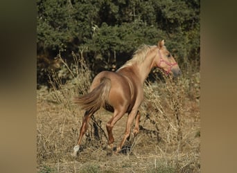 PRE Mestizo, Semental, 2 años, 162 cm, Palomino