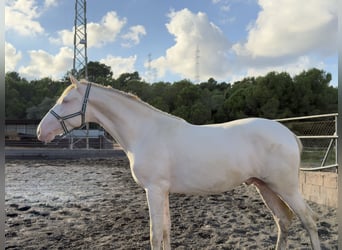 PRE Mestizo, Semental, 2 años, 162 cm, Perlino