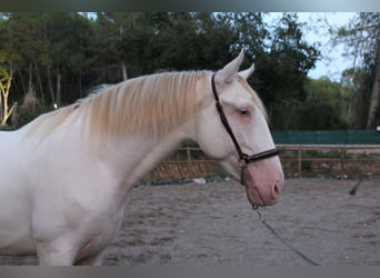 PRE Mestizo, Semental, 2 años, 162 cm, Perlino