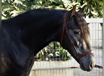 PRE Mestizo, Semental, 2 años, 162 cm, Tordo