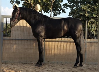 PRE Mestizo, Semental, 2 años, 162 cm, Tordo