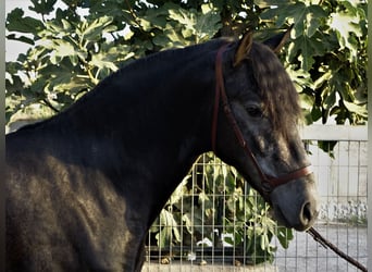 PRE Mestizo, Semental, 2 años, 162 cm, Tordo