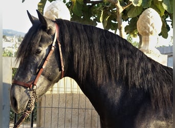 PRE Mestizo, Semental, 2 años, 162 cm, Tordo