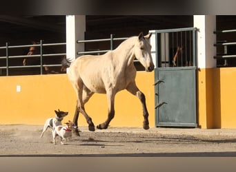PRE Mestizo, Semental, 2 años, 163 cm, Bayo