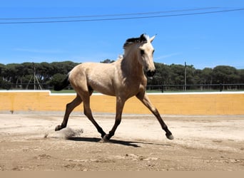PRE Mestizo, Semental, 2 años, 163 cm, Bayo