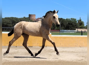 PRE Mestizo, Semental, 2 años, 163 cm, Bayo