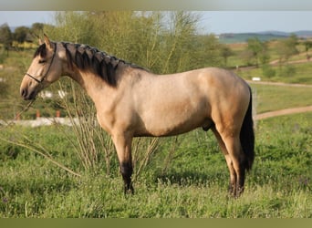 PRE Mestizo, Semental, 2 años, 163 cm, Bayo