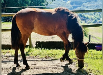PRE, Semental, 2 años, 163 cm, Castaño claro