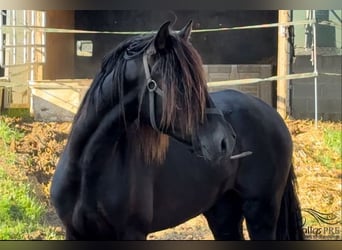 PRE, Semental, 2 años, 163 cm, Negro