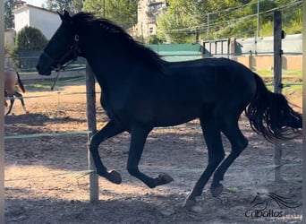 PRE, Semental, 2 años, 163 cm, Negro