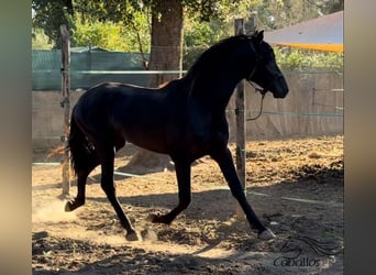 PRE, Semental, 2 años, 163 cm, Negro