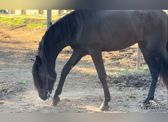 PRE, Semental, 2 años, 163 cm, Negro