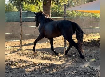 PRE, Semental, 2 años, 163 cm, Negro