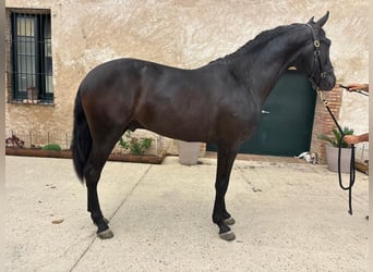PRE Mestizo, Semental, 2 años, 163 cm, Negro