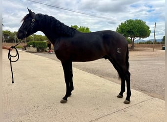 PRE Mestizo, Semental, 2 años, 163 cm, Negro