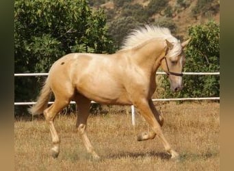 PRE Mestizo, Semental, 2 años, 163 cm, Overo-todas las-capas