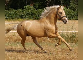 PRE Mestizo, Semental, 2 años, 163 cm, Overo-todas las-capas