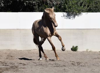 PRE, Semental, 2 años, 163 cm, Perla