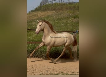 PRE Mestizo, Semental, 2 años, 163 cm, Perlino