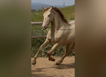 PRE Mestizo, Semental, 2 años, 163 cm, Perlino