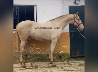 PRE Mestizo, Semental, 2 años, 163 cm, Perlino